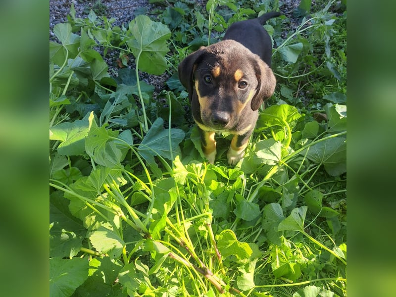 Hündin PENNY sucht ihr grosses Glück