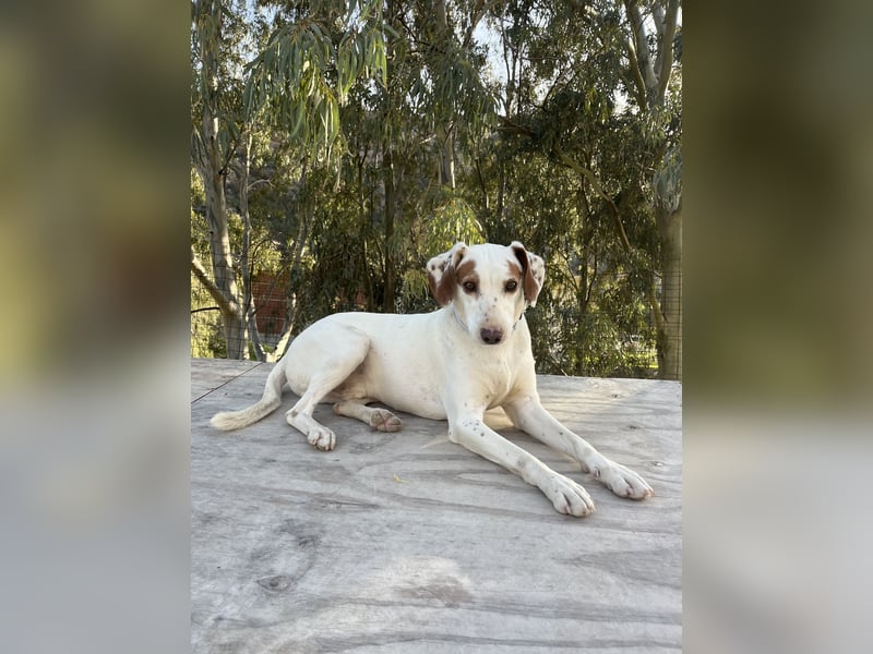 Rüde PLATON sucht sein Körbchen