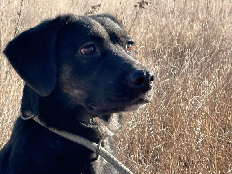 Hündin NALA eine sanfte Seele sucht ihr Zuhause