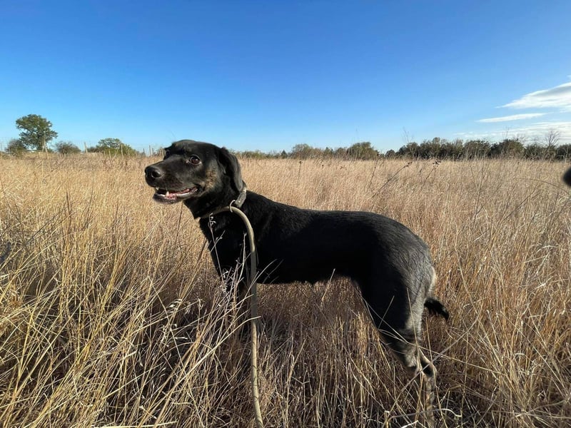 Hündin NALA eine sanfte Seele sucht ihr Zuhause