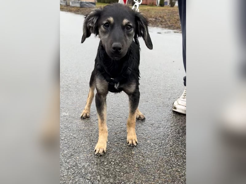 Hündin ANI sucht ihre Familie