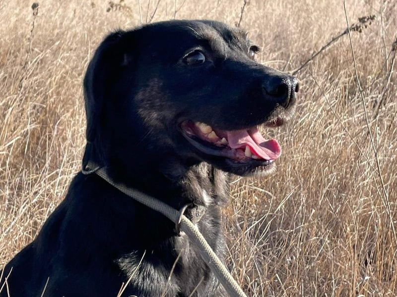 Hündin NALA eine sanfte Seele sucht ihr Zuhause