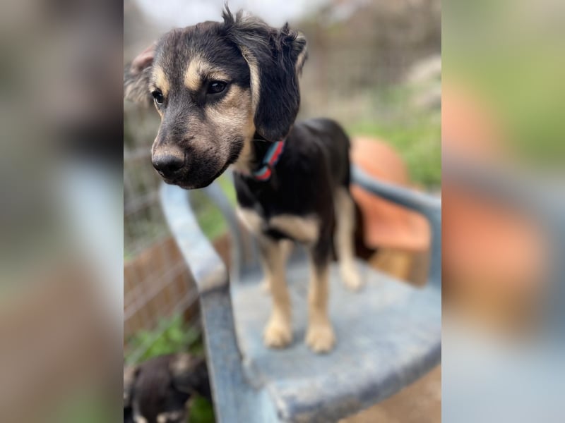 Rüde THEO sucht sein neues Zuhause