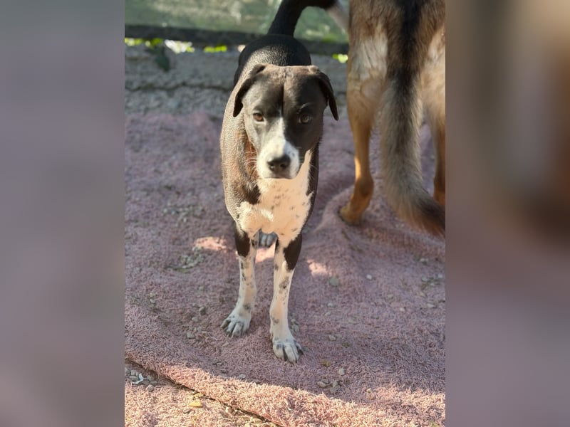 Benito, ein noch schüchterner Hundebub