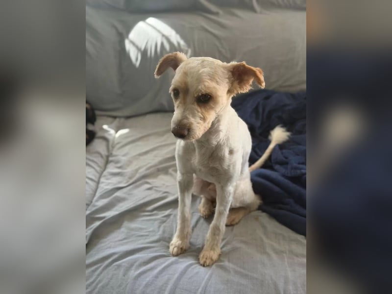 Canelo - vom verfilzten Fundhund zum treuen Familienfreund
