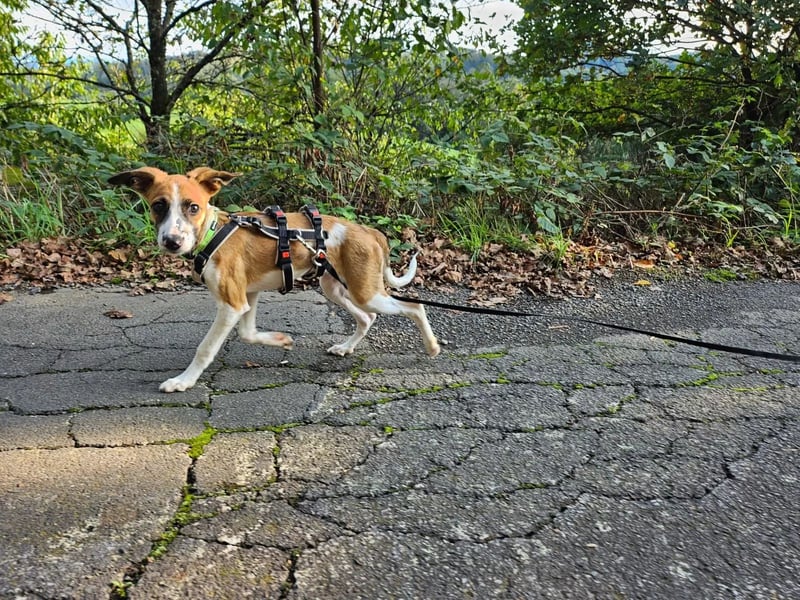 Asta - kleine Kuschelmaus sucht Sicherheit auf vier Pfoten