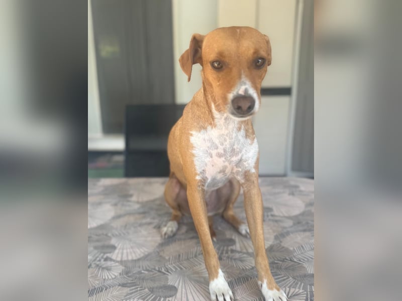 Rafa ,ein schüchternes Herzchen sucht seine Familie