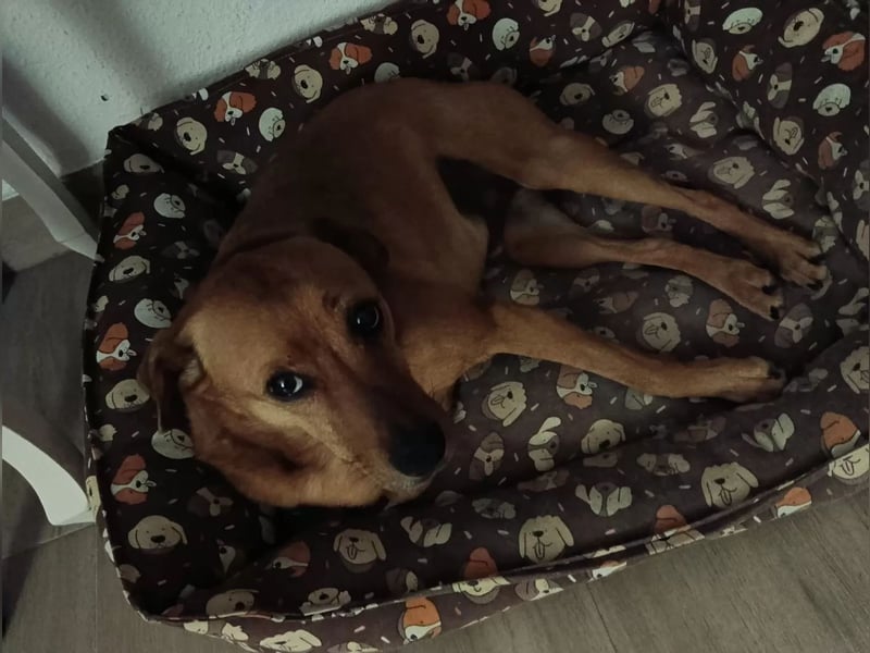Cheto, hat seine Familie verloren