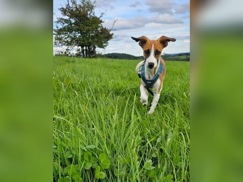 Asta - kleine Kuschelmaus sucht Sicherheit auf vier Pfoten