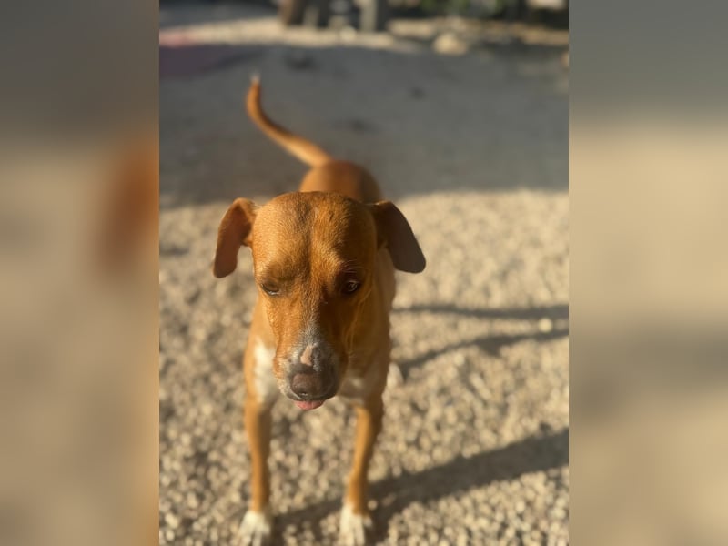 Rafa ,ein schüchternes Herzchen sucht seine Familie