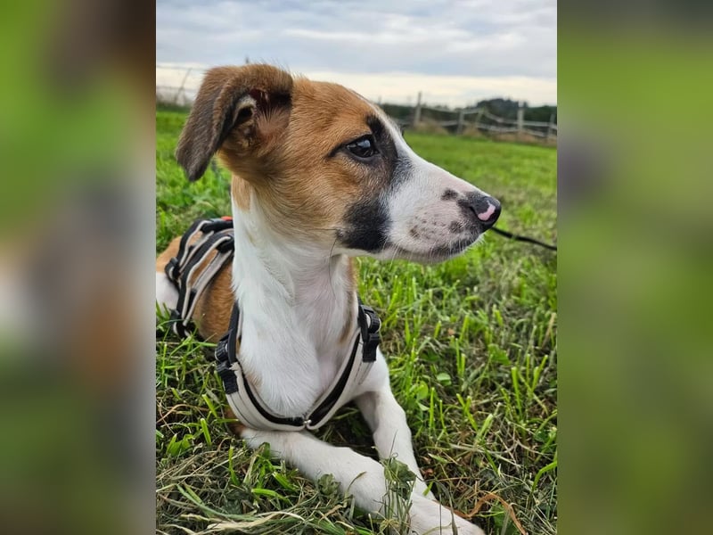 Asta - kleine Kuschelmaus sucht Sicherheit auf vier Pfoten
