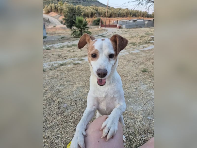 Rodri, Ein sanfter Rüde sucht seine Familie