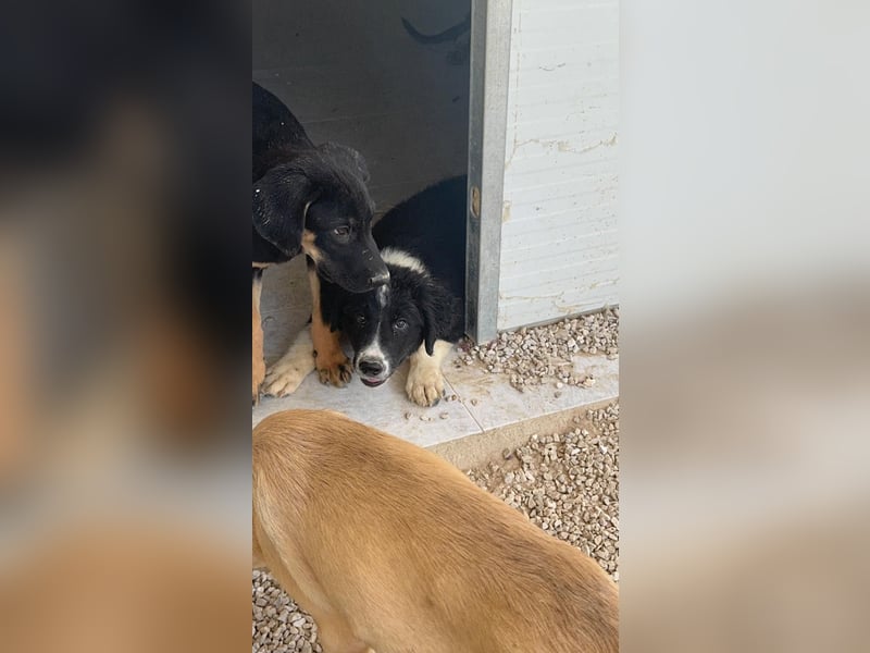 Guapa, ihre Geschwister sind schon vermittelt