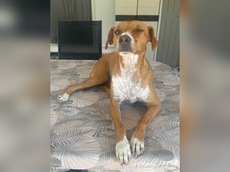 Rafa, freundlich und sensibel Rafa, freundlich und sensibel