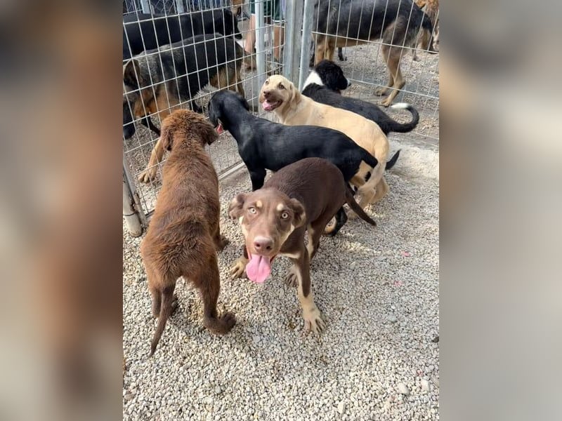 Bruno sucht seine Familie