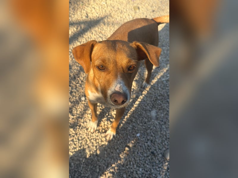 Rafa – ein schüchternes Herzchen sucht seine Familie