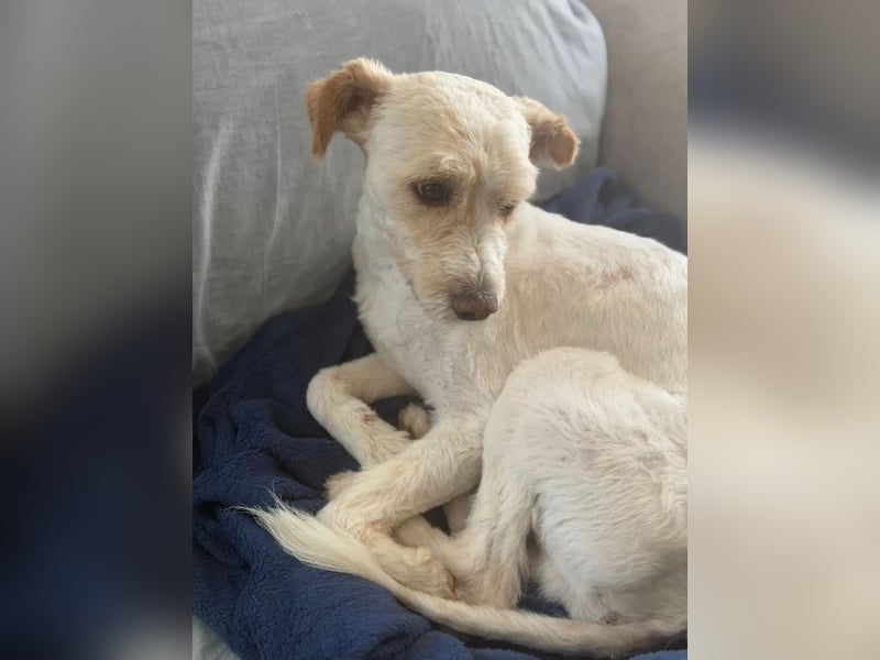 Canelo - vom verfilzten Fundhund zum treuen Familienfreund