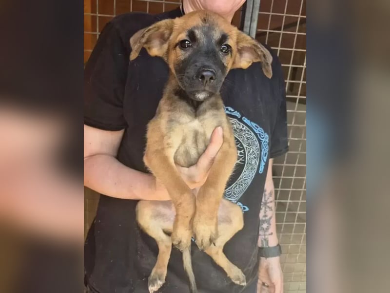 Tokito, gerne auch Pflegestelle gesucht
