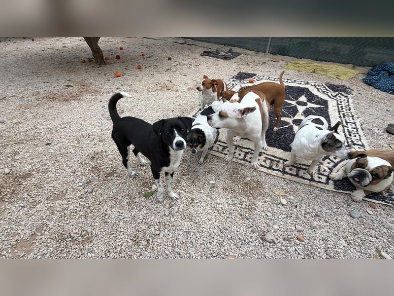 Benito, ein noch schüchterner Hundebub