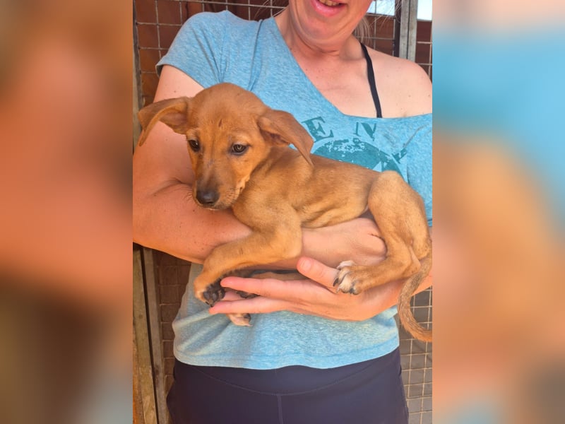 Fuet , kleiner Hundejunge möchte lernen, den Menschen zu vertrauen