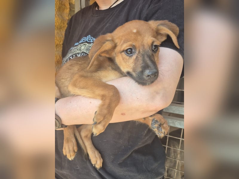 Pelusilla - ein zarter kleiner Hundejunge möchte Vertrauen lernen