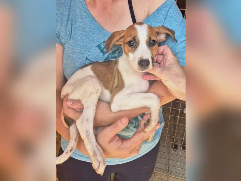 Arion- mit kleinen Pfoten auf dem Weg ins große Glück