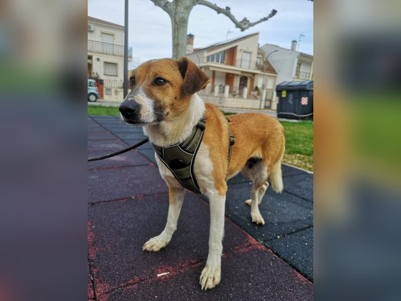 Athena - seit fast drei Jahren wartet sie im Tierheim