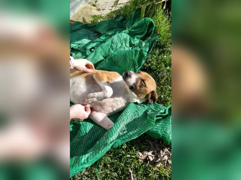 Athena - seit fast drei Jahren wartet sie im Tierheim