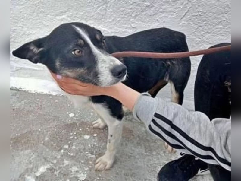 Sarabi , schon zu lange im Tierheim