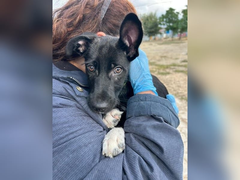 Mouse, als Baby einfach weggeworfen Mouse, als Baby einfach weggeworfen