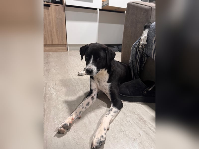 Benito, ein noch schüchterner Hundebub