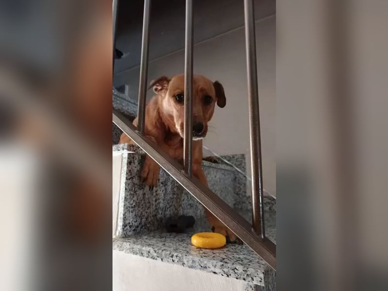 Cheto verliert unverschuldet sein Zuhause