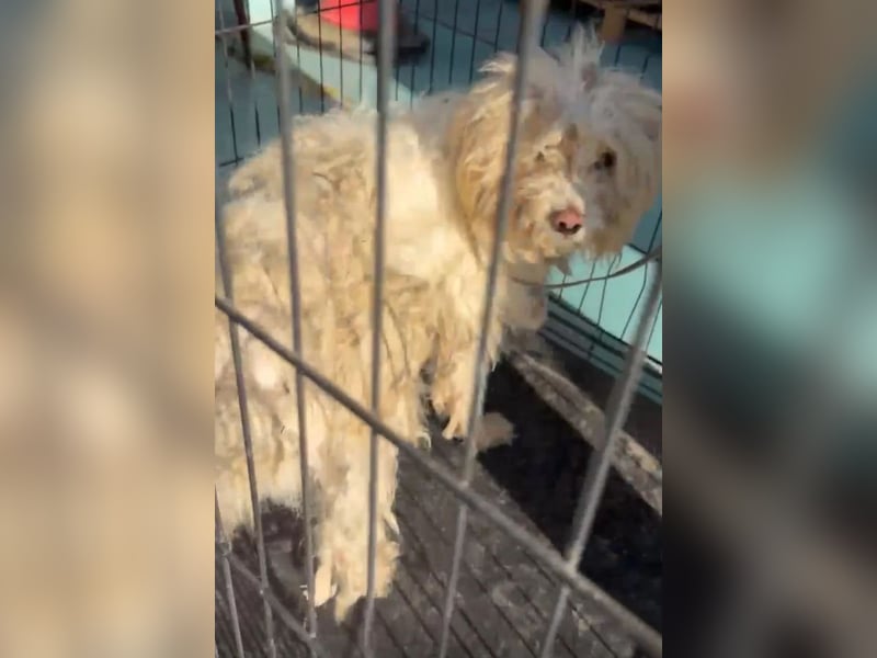 Canelo - vom verfilzten Fundhund zum treuen Familienfreund
