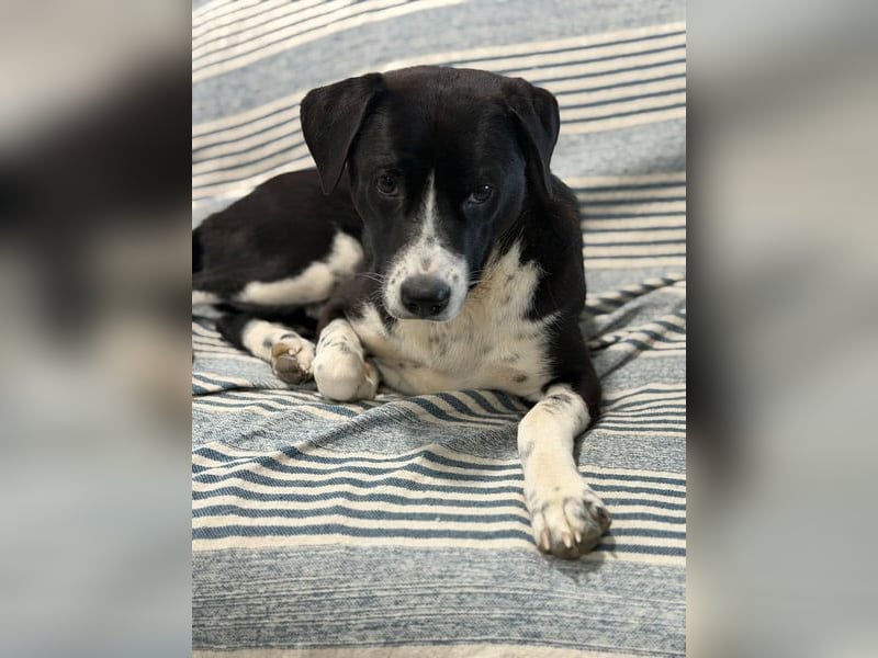 Benito, katzenverträglich und zart