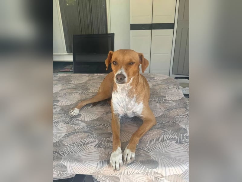 Rafa – ein schüchternes Herzchen sucht seine Familie