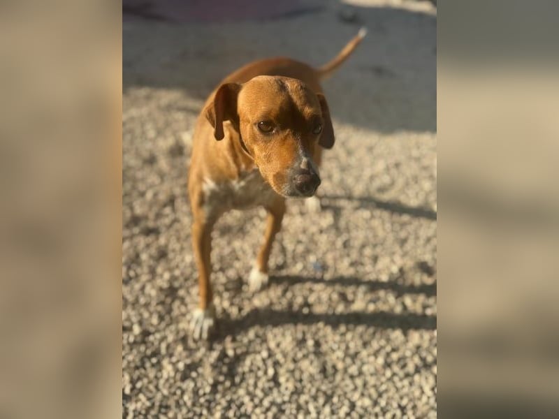 Rafa, freundlich und sensibel Rafa, freundlich und sensibel