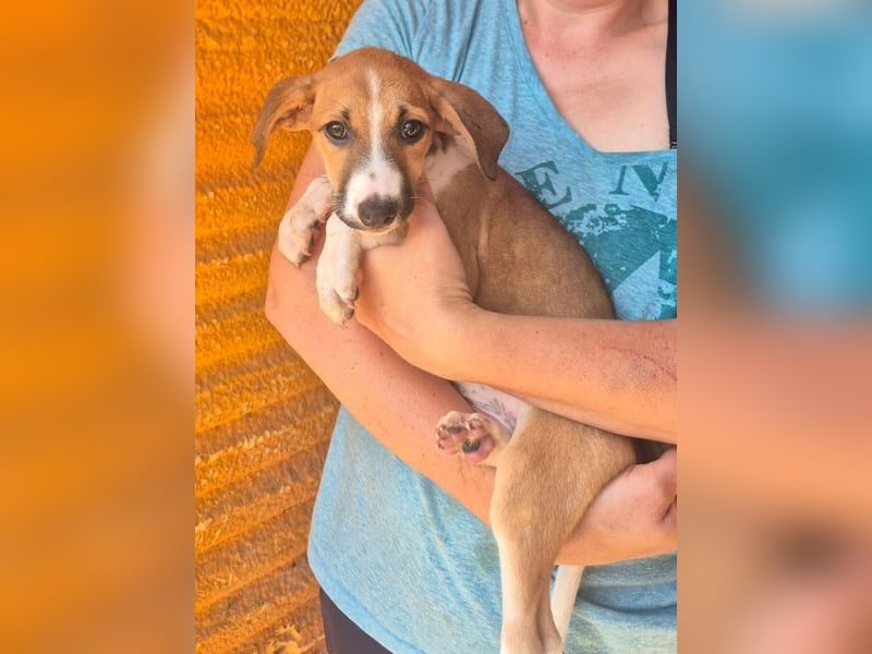 Kaiser, -kleine Hundeseele sucht einen sicheren Platz zum Ankommen
