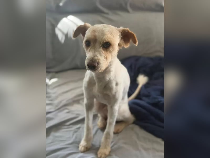 Canelo - vom verfilzten Fundhund zum treuen Familienfreund