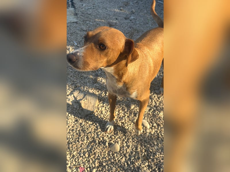 Rafa – ein schüchternes Herzchen sucht seine Familie