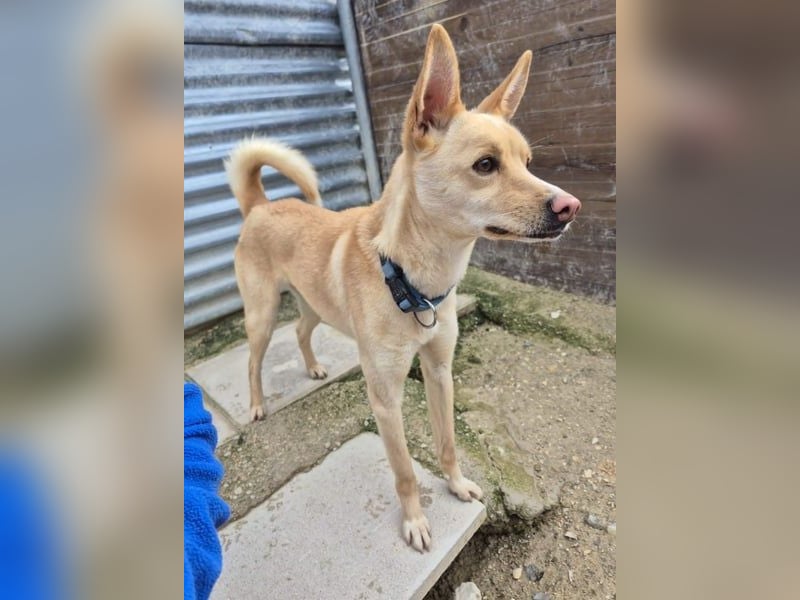 Nico, freundlich und menschenbezogen