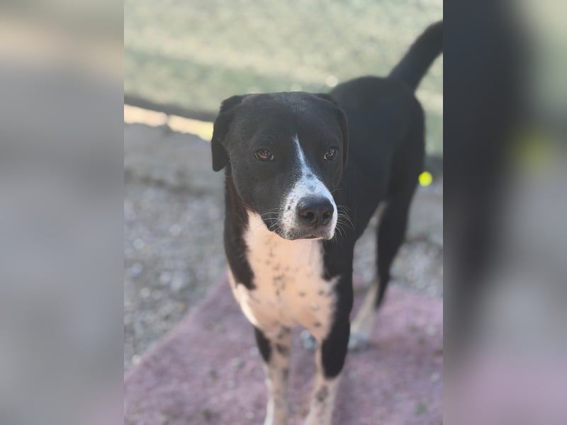 Benito, ein noch schüchterner Hundebub