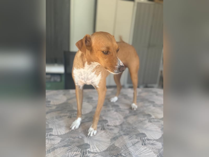 Rafa ,ein schüchternes Herzchen sucht seine Familie