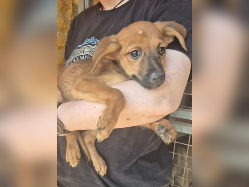 Pelusilla , ein zarter kleiner Hundejunge möchte Vertrauen lernen