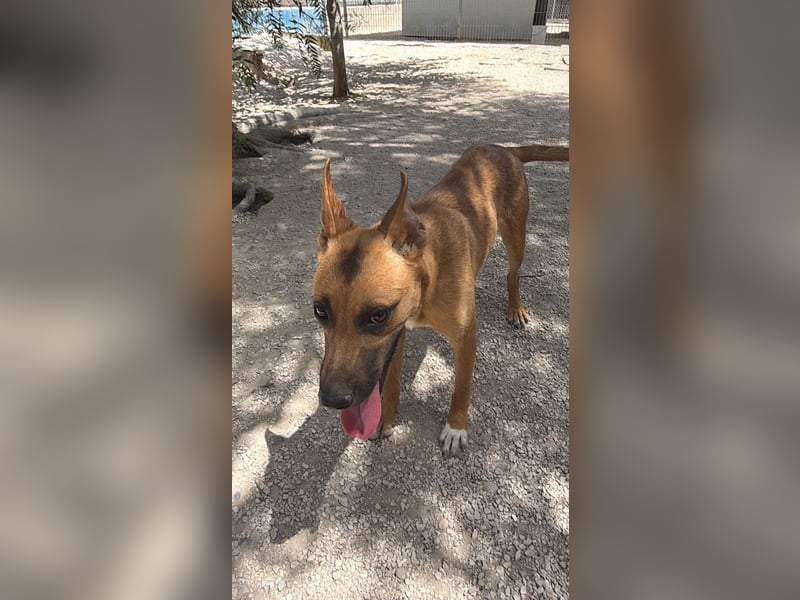 Lola - hübsche braune Junghündin möchte endlich ankommen