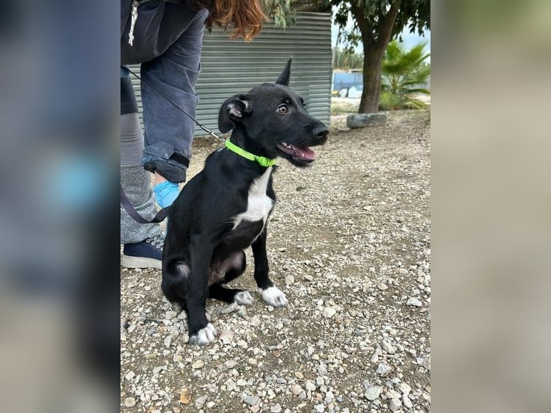 Mouse, als Baby einfach weggeworfen Mouse, als Baby einfach weggeworfen