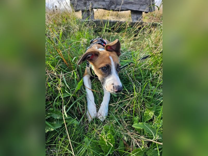 Asta - kleine Kuschelmaus sucht Sicherheit auf vier Pfoten