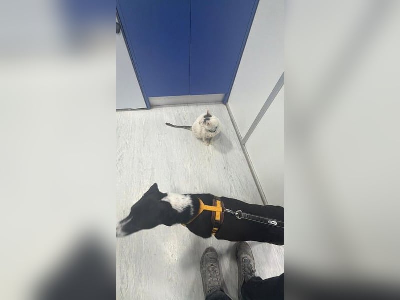 Benito, katzenverträglich und zart