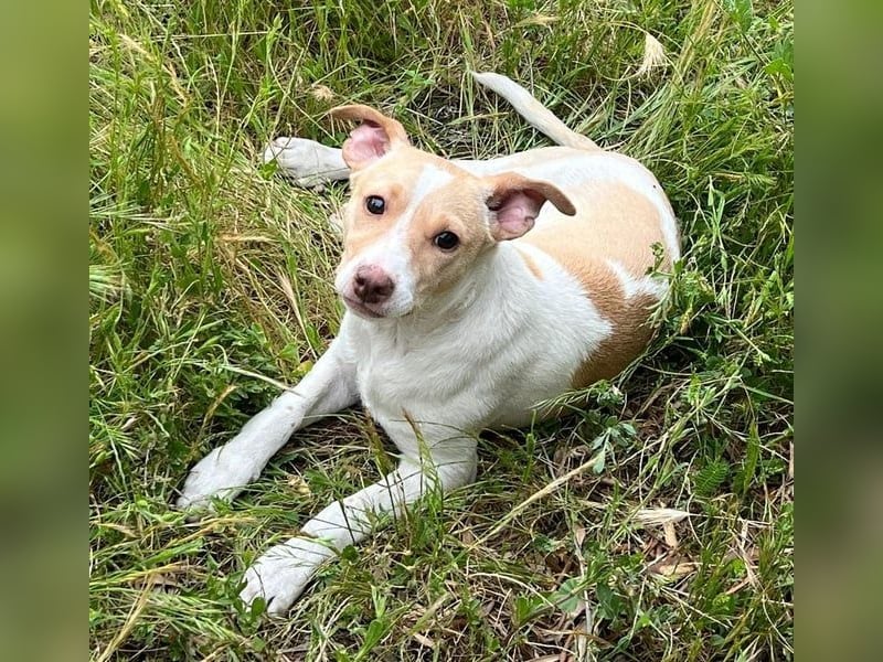 Lola - kleine Lachmaus sucht ihr großes Glück