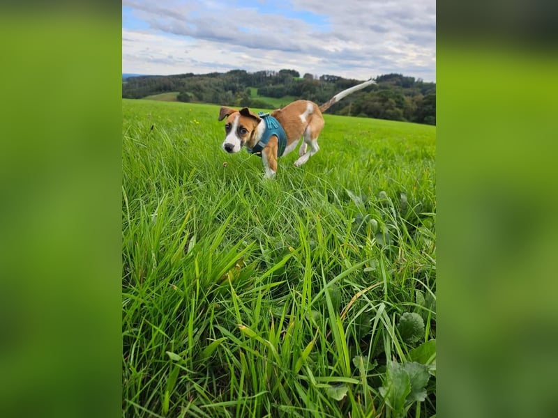 Asta - kleine Kuschelmaus sucht Sicherheit auf vier Pfoten
