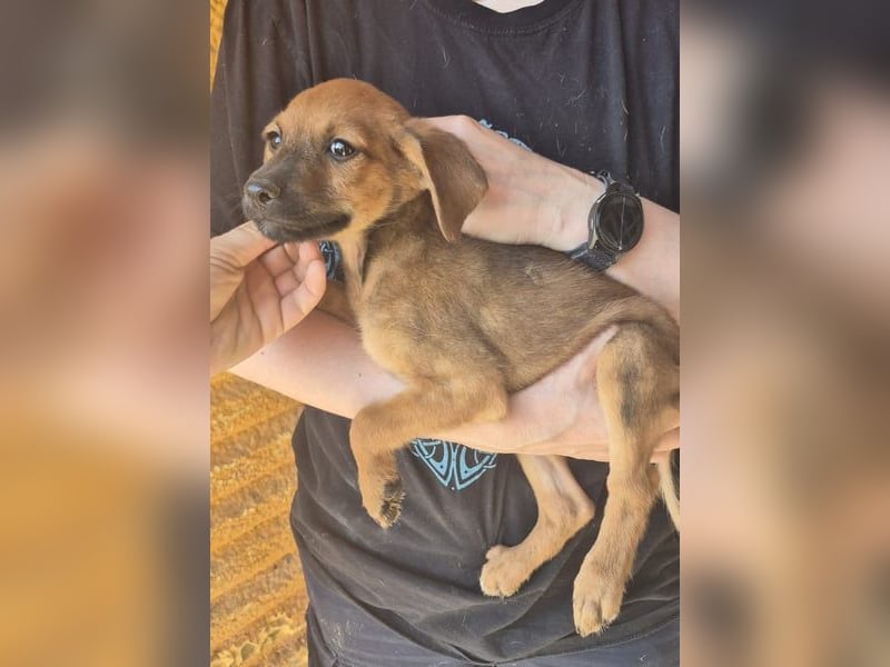 Pelusilla - ein zarter kleiner Hundejunge möchte Vertrauen lernen